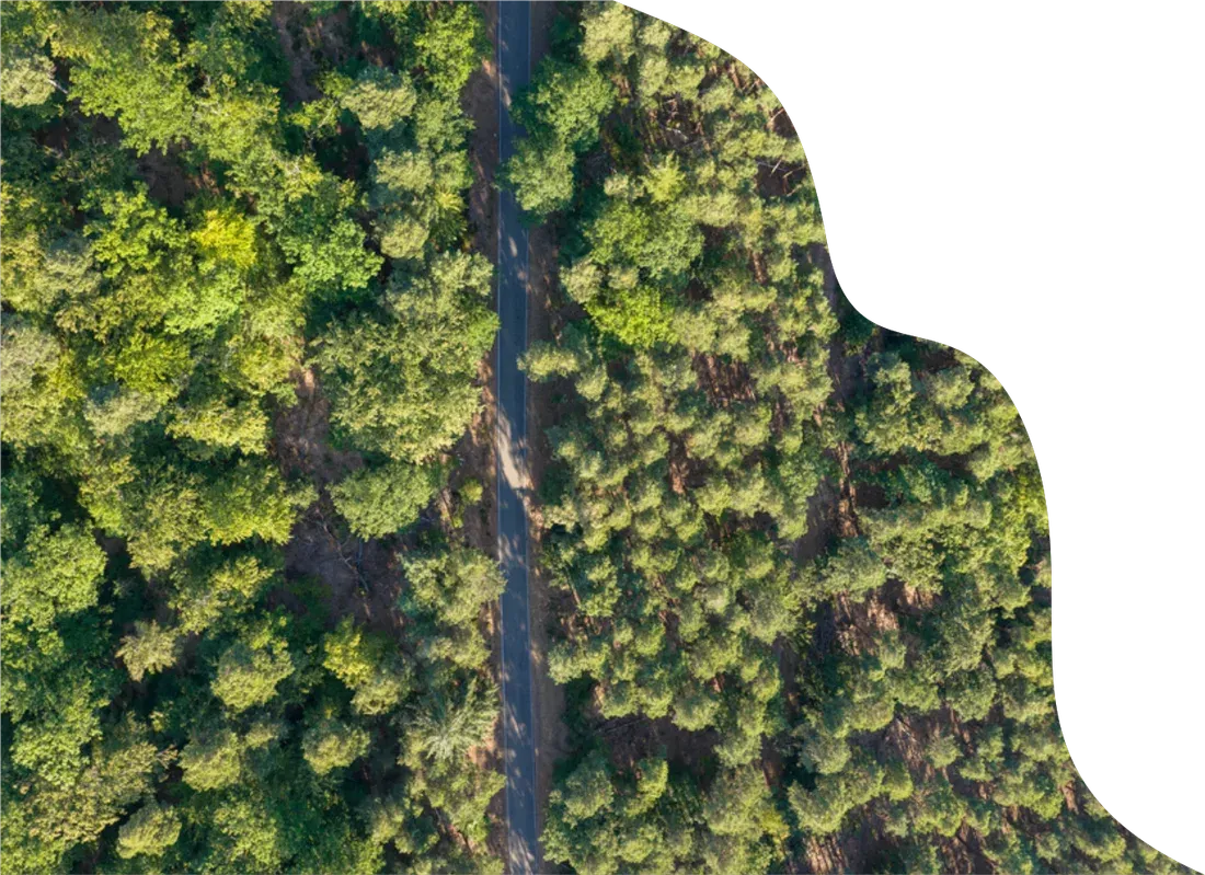 Aerial view of a healthy forest canopy
