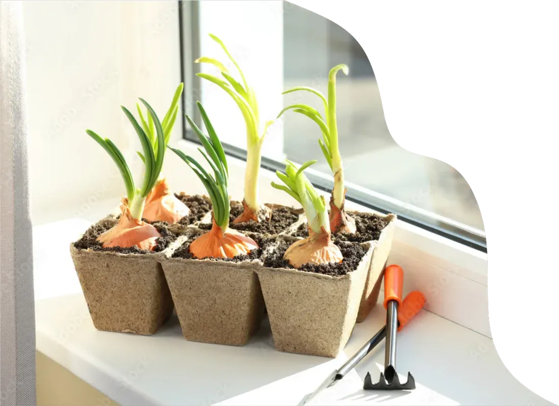 Small potted seedlings on a sunlit windowsill