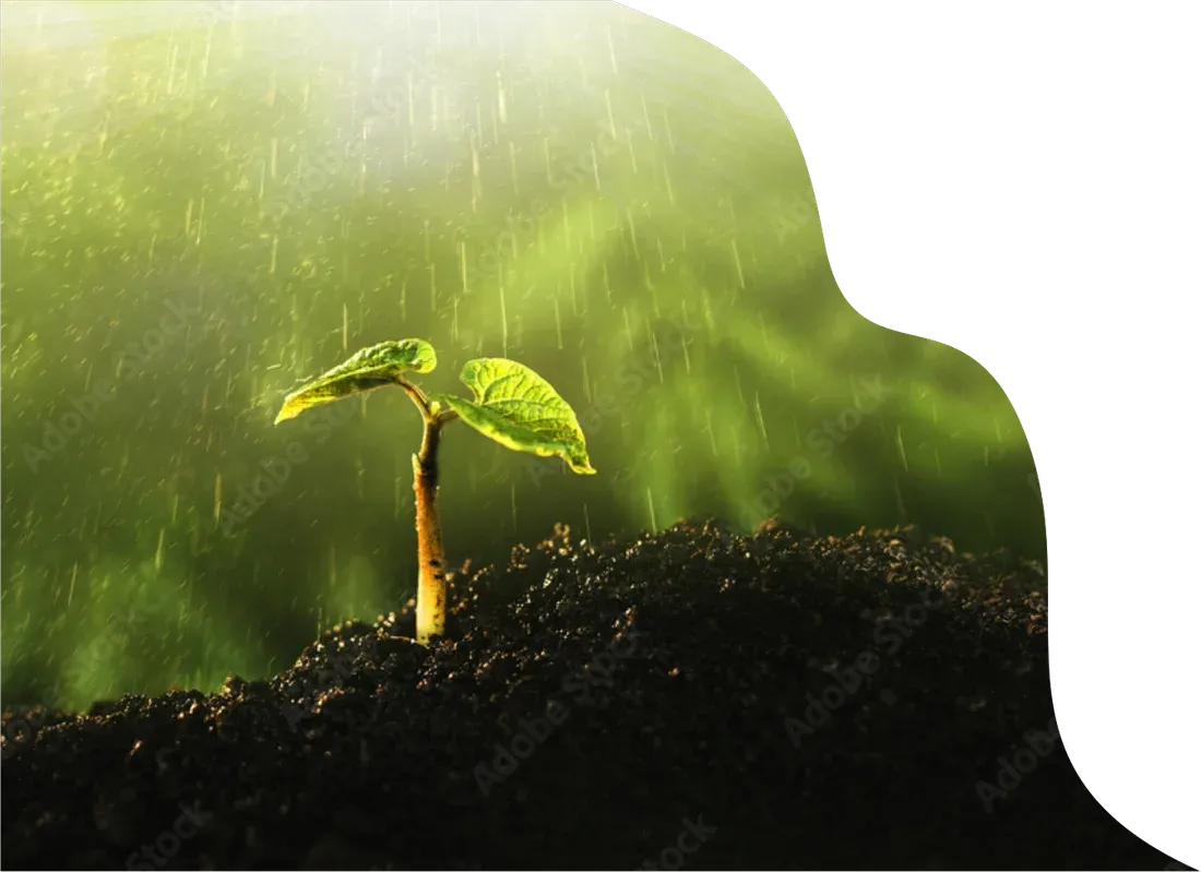 Close-up of a young sapling being watered in rich soil