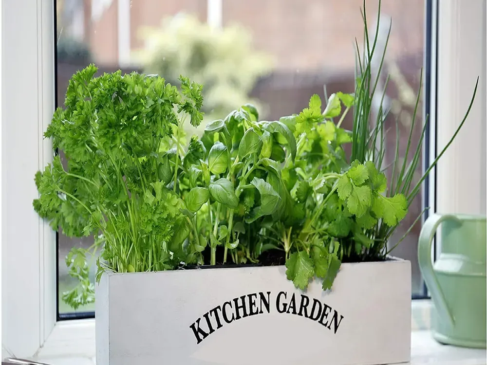 A kitchen garden with potted herbs growing on a windowsill