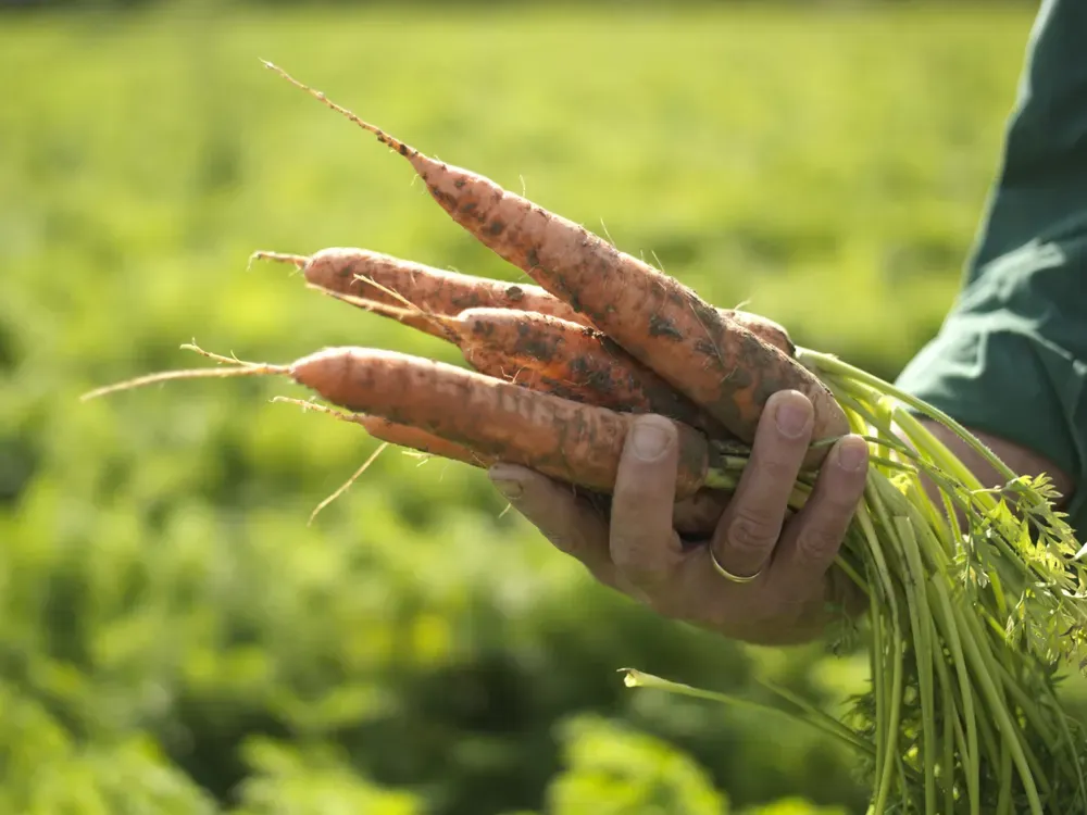 Gloved hands holding freshly harvested organic produce
