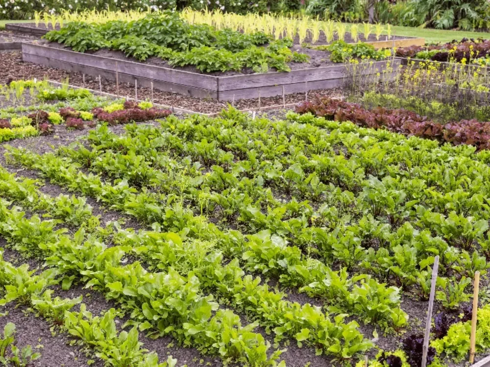 Rows of young plants growing in a nursery bed