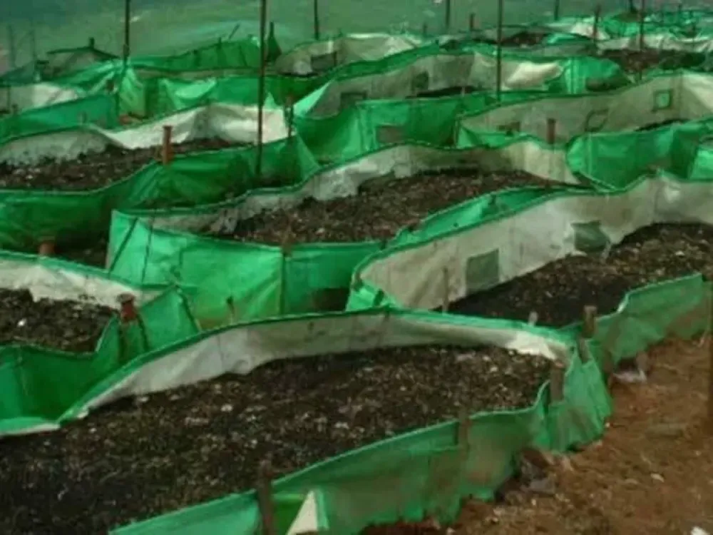 Vermicomposting beds at an Urvaram production site